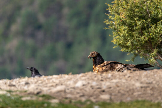 Young Bearded Vulture perched on the horizon