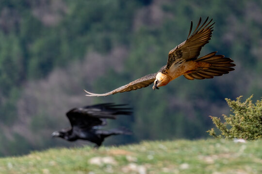 Adult Bearded Vulture flying low near a corvid