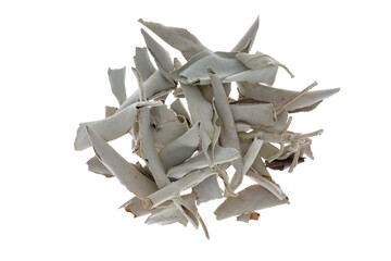 Overhead view of dried white sage single leaves (Salvia apiana), isolated on white background