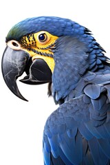 Obraz premium hyacinth macaw bird isolated on white background generative ai.