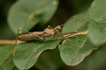 Details of a brown insect on a green leaf.