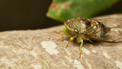 Details of a green cicada perched on a brown tree.