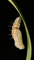 Details of a white butterfly pupa hanging from a grass.