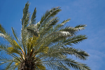 Obraz na płótnie Canvas Single palm tree and sky in background