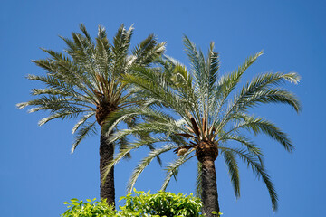 Palm trees and sky in background