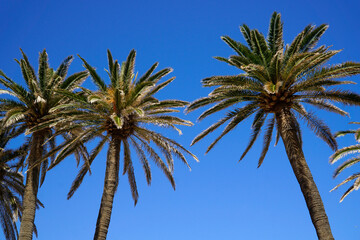 Fototapeta premium Palm trees and sky in background