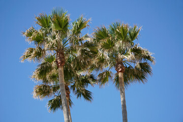 Fototapeta premium Palm trees and sky in background