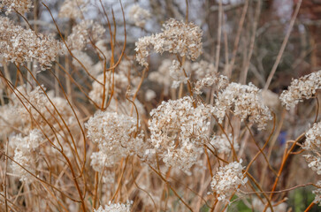 Hydrangea dried flowers in the garden. Natural background