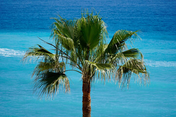 Single palm tree and water on second plan