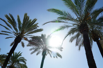 Fototapeta na wymiar Palm trees and sun on cloudless sky