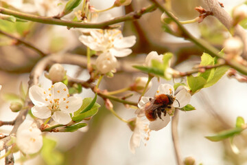 trzmiel na kwitnącym drzewie  © Artur