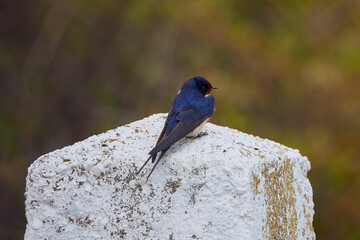 close up with a beautiful (Hirundo rustica)