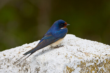 close up with a beautiful (Hirundo rustica)