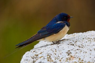 close up with a beautiful (Hirundo rustica)