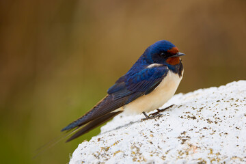 close up with a beautiful (Hirundo rustica)