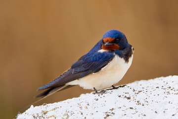 close up with a beautiful (Hirundo rustica)