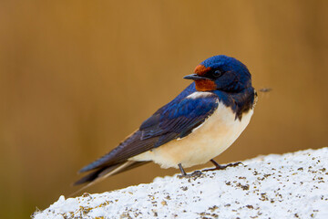 close up with a beautiful (Hirundo rustica)