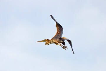 A large grey heron (ardea cinerea)  blue sky