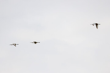 (Platalea alba) in flight in the sky during migration