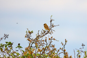 (Emberiza) are a genus of birds in the Emberizidae family, Passeriformes order.