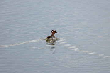 beautiful specimen of wild duck swimming on a lake