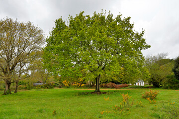Arbre majestueux au milieu d'un parc