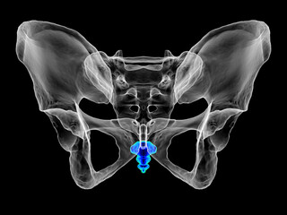 Anatomy of the coccyx bone, showcasing its intricate details and features, 3D illustration - obrazy, fototapety, plakaty