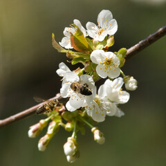 kwitnąca czereśnia i pszczoła 2