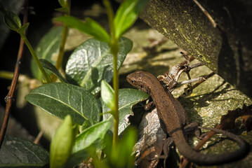 jaszczurka w ogrodzie