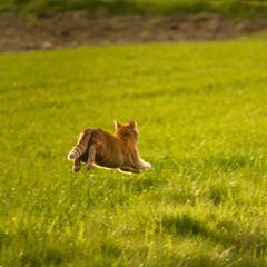 uciekający rudy kot na polu
