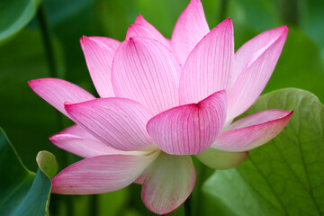 ハスの花Blooming lotus flower facing the sky