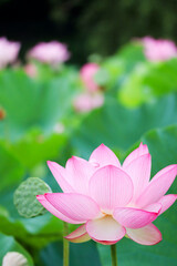 ハスの花Blooming lotus flower facing the sky