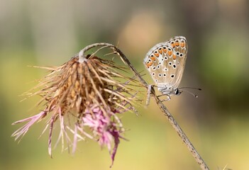 Brown argus butterfly on dried flower in summer