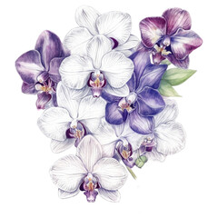 Orchid Flower Artwork