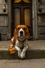 Beagle dog looking at the camera