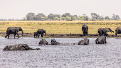 Fototapeta na wymiar Swimming Elephants. Elephants cross the Chobe River to reach fresh pasture 