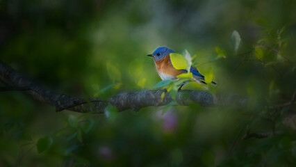 dramatic light on bluebird on branch