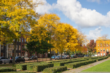 Autumn city landscape. A park with tall yellow and green trees in the city.