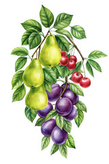 Watercolor fruits on isolated white background, plum, pear and cherry. Summer berries 