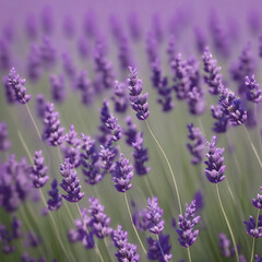 Obraz premium Lavender flowers in field. Generative AI