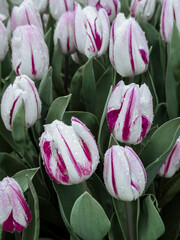 Fototapeta premium pink and white tulips