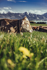 landschaft, natur, feld, himmel, berg, gras, wiese, green, sommer, berg, land, baum, fr&uuml;hling, cloud, hills, ackerbau, b&auml;uerlich, wald, landschaft, anblick, cloud, gegend, sonne, baum, bauernhof, allg