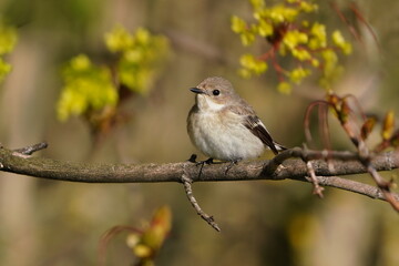 Ficedula hypoleuca. European pied flycatcher sitting on the branch. Song bird in the natural environment.