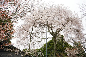 Yoshino-yama or Mount Yoshino in Nara, Japan. Pink Sakura or Cherry Blossoms Flower blooming in Spring Season. Japan's most Famous Viewing Spot - 日本 奈良 吉野山 桜

