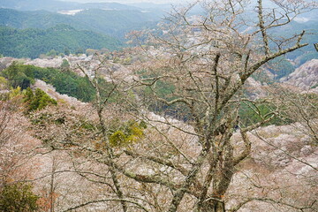 Yoshino-yama or Mount Yoshino in Nara, Japan. Pink Sakura or Cherry Blossoms Flower blooming in Spring Season. Japan's most Famous Viewing Spot - 日本 奈良 吉野山 桜

