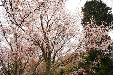 Yoshino-yama or Mount Yoshino in Nara, Japan. Pink Sakura or Cherry Blossoms Flower blooming in Spring Season. Japan's most Famous Viewing Spot - 日本 奈良 吉野山 桜

