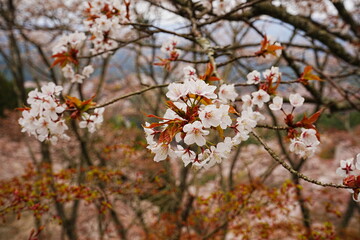 Yoshino-yama or Mount Yoshino in Nara, Japan. Pink Sakura or Cherry Blossoms Flower blooming in Spring Season. Japan's most Famous Viewing Spot - 日本 奈良 吉野山 桜

