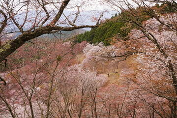 Yoshino-yama or Mount Yoshino in Nara, Japan. Pink Sakura or Cherry Blossoms Flower blooming in Spring Season. Japan's most Famous Viewing Spot - 日本 奈良 吉野山 桜

