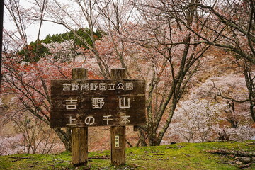 Yoshino-yama or Mount Yoshino in Nara, Japan. Pink Sakura or Cherry Blossoms Flower blooming in Spring Season. Japan's most Famous Viewing Spot - 日本 奈良 吉野山 桜

