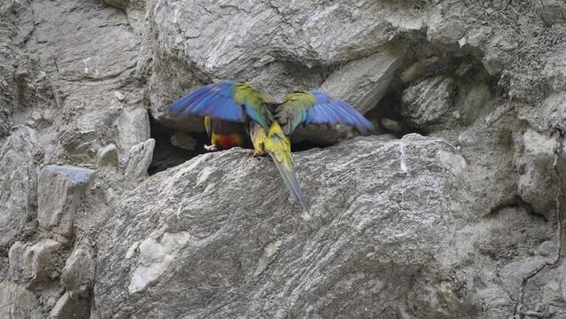Burrowing parrot pair landing on rock, Villa de Merlo, Argentina